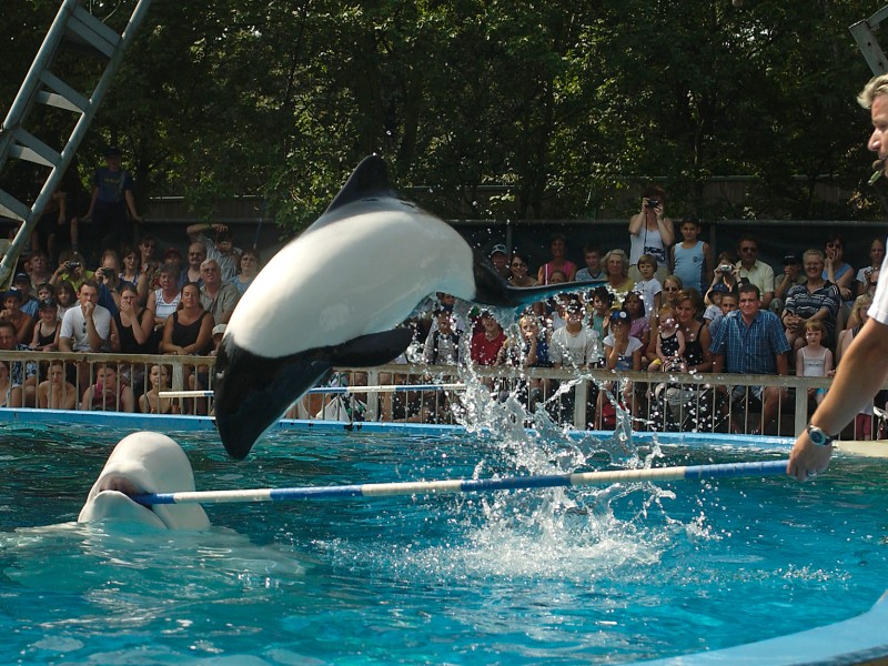 ... der Jakobiter-Delfin. Er ließ den Belugawal auch auf der großen Reise in die USA nicht allein.