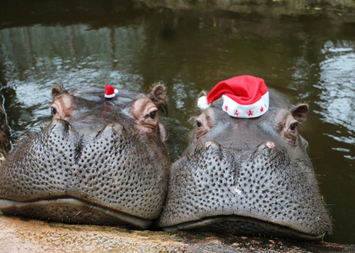 Flusspferde_Weihnachten_ZOOM.JPG