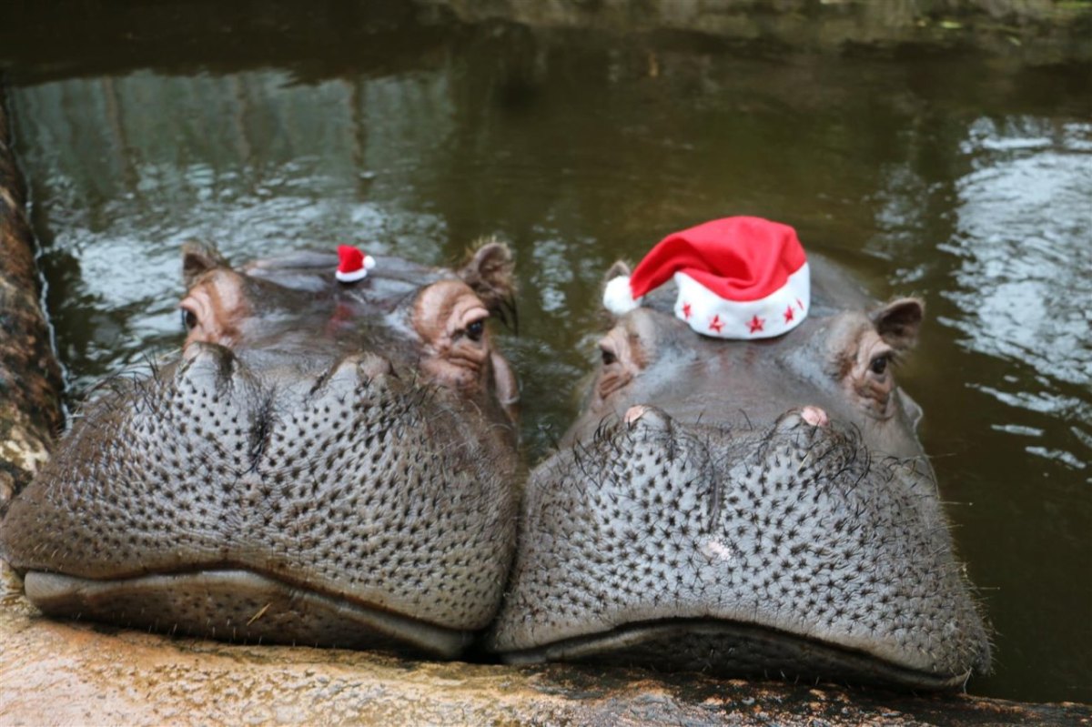 Flusspferde_Weihnachten_ZOOM.JPG