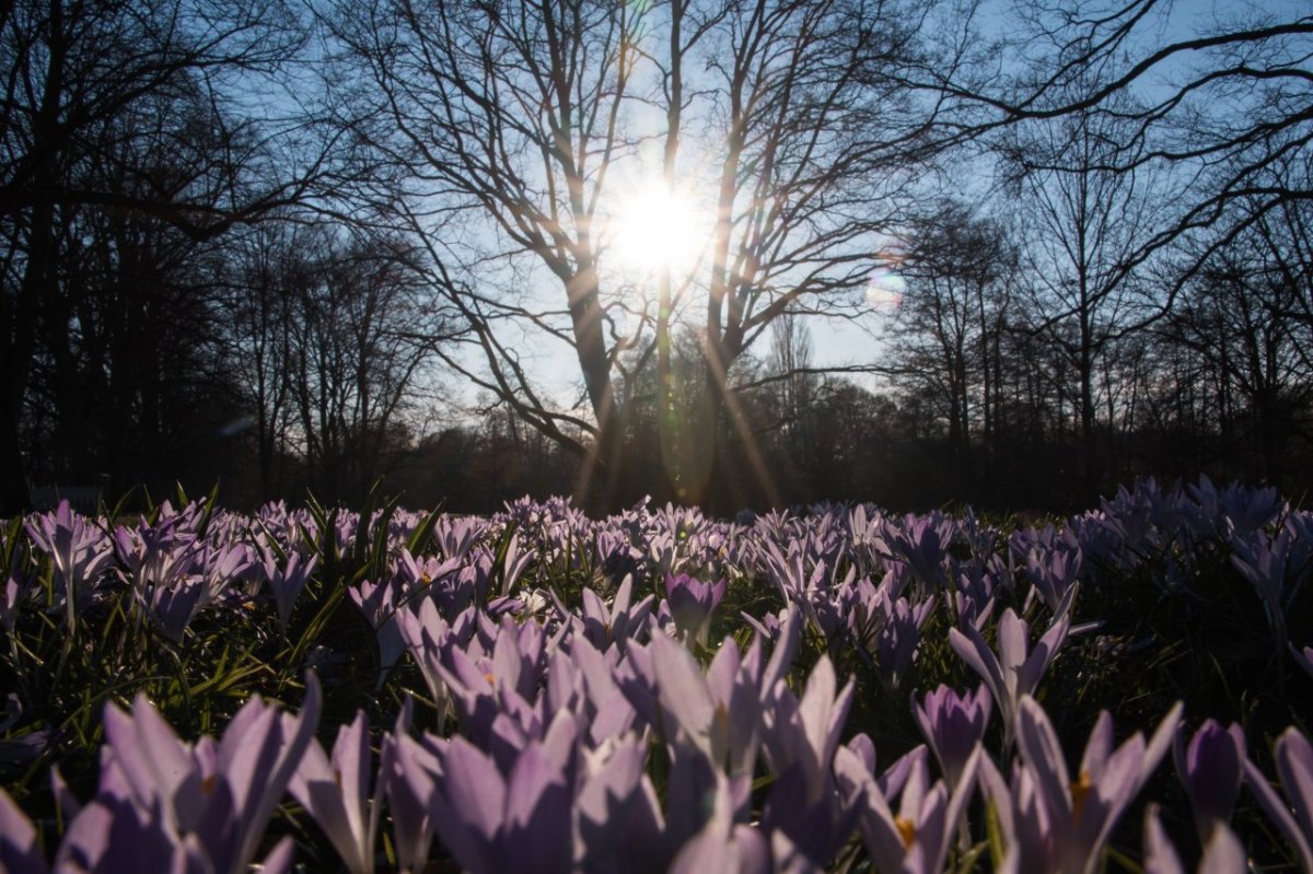 Frühling.jpg