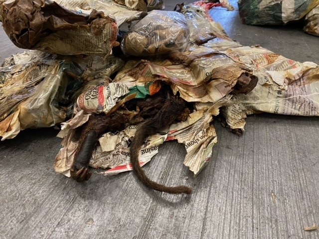 Flughafen Köln: Sichergestelltes "Bushmeat" (Galago) aus Nigeria.