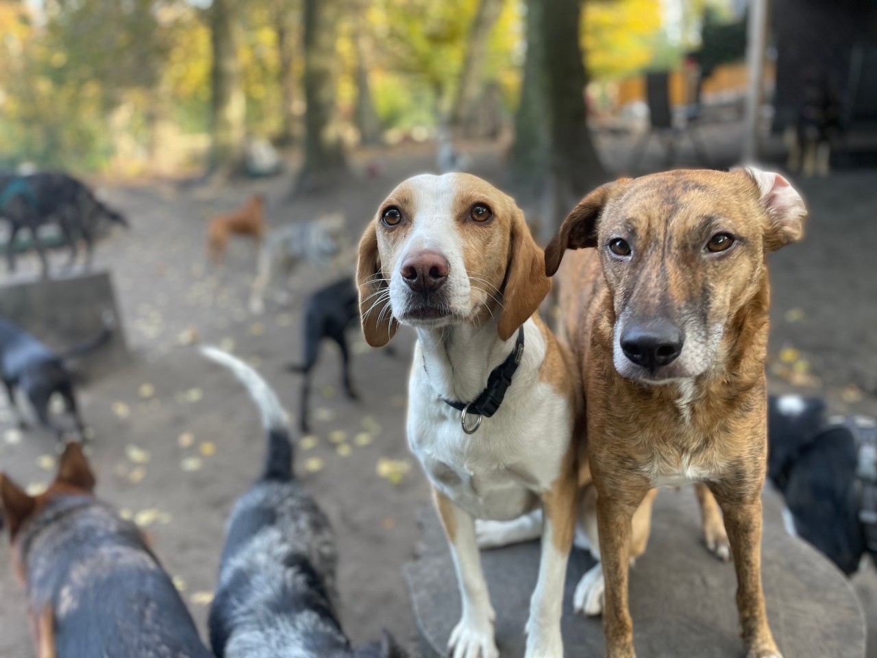 Können diese Hundeaugen lügen? 