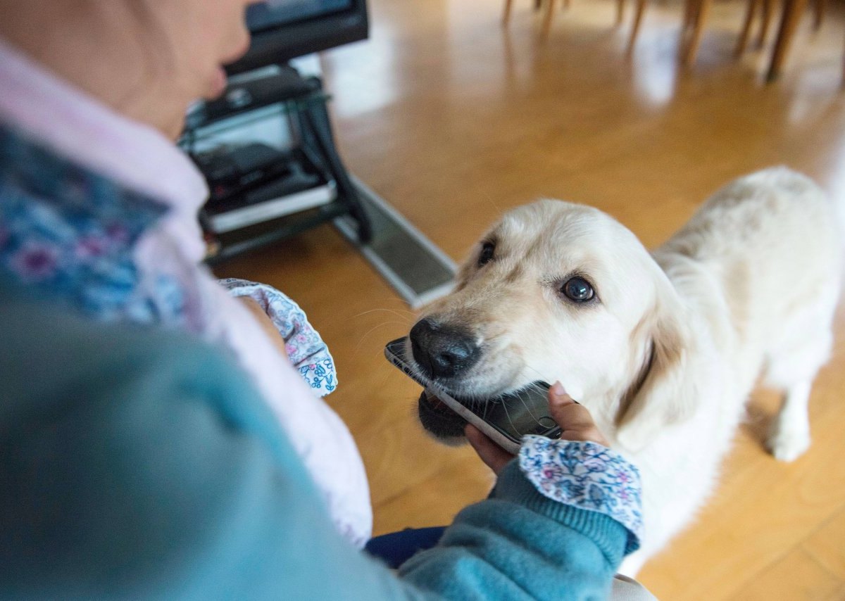 Golden-Retriever-Assistenzhund.jpg