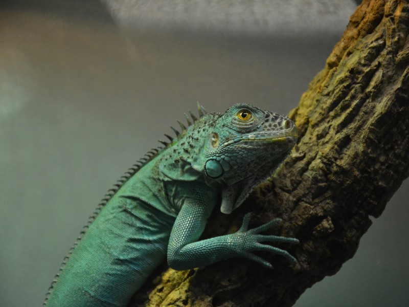 Ein Grüner Leguan im Zoo Zajac.