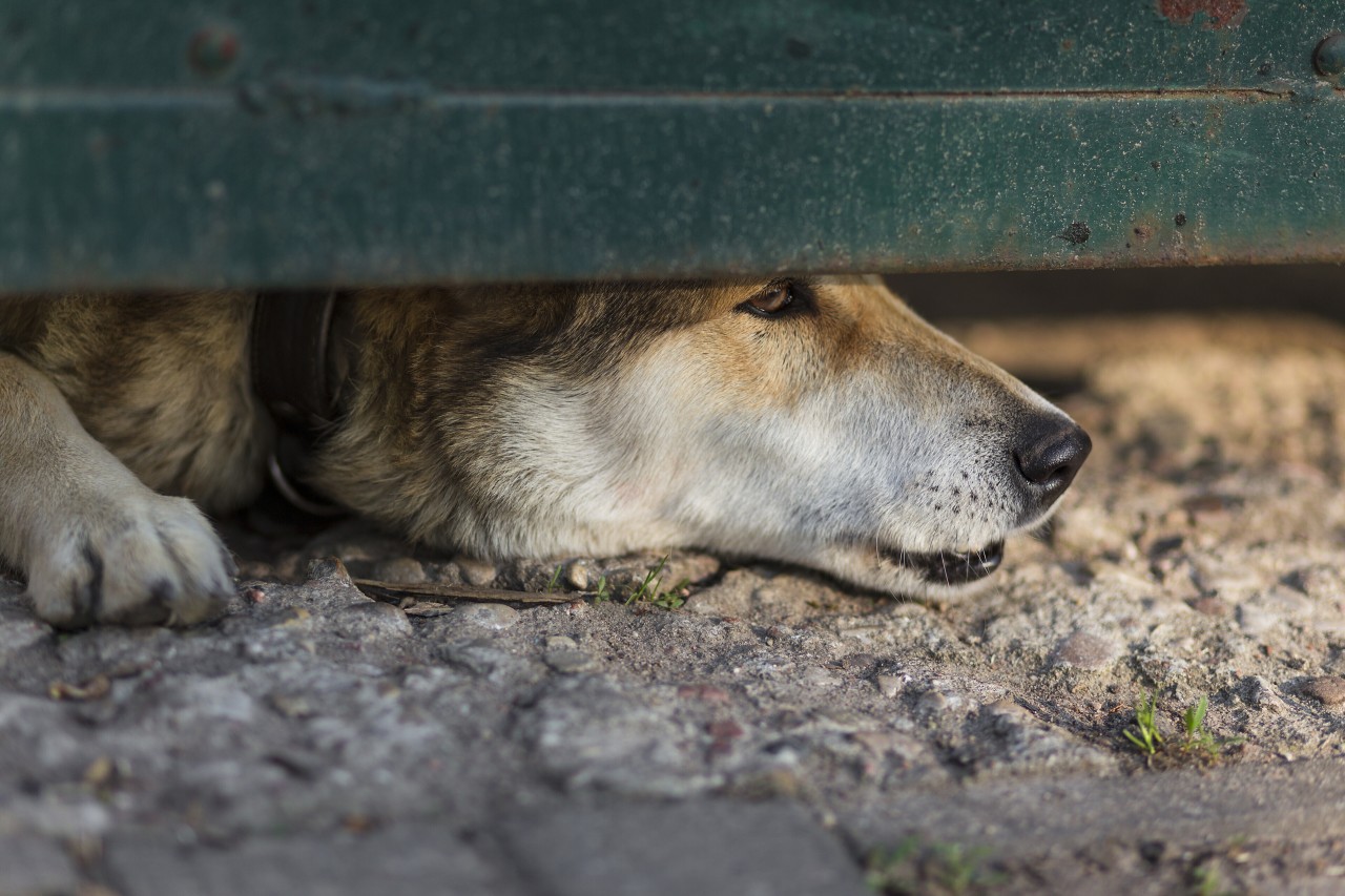 Ein Hund erleidet mehrere Stichwunden von seiner Besitzerin (Symbolbild).