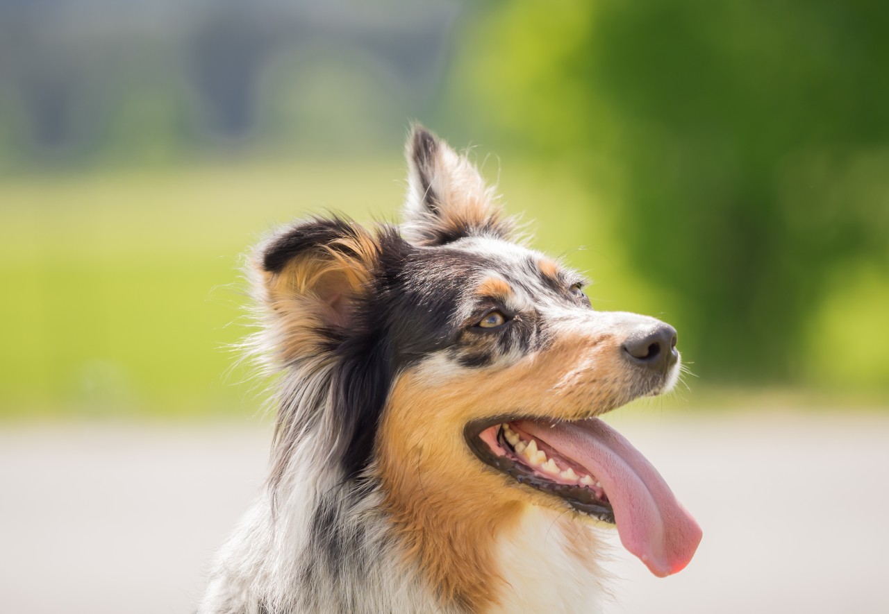 Ein Australian Shepherd ist in Soest in NRW 36 Stunden lang umher geirrt. (Symbolbild)