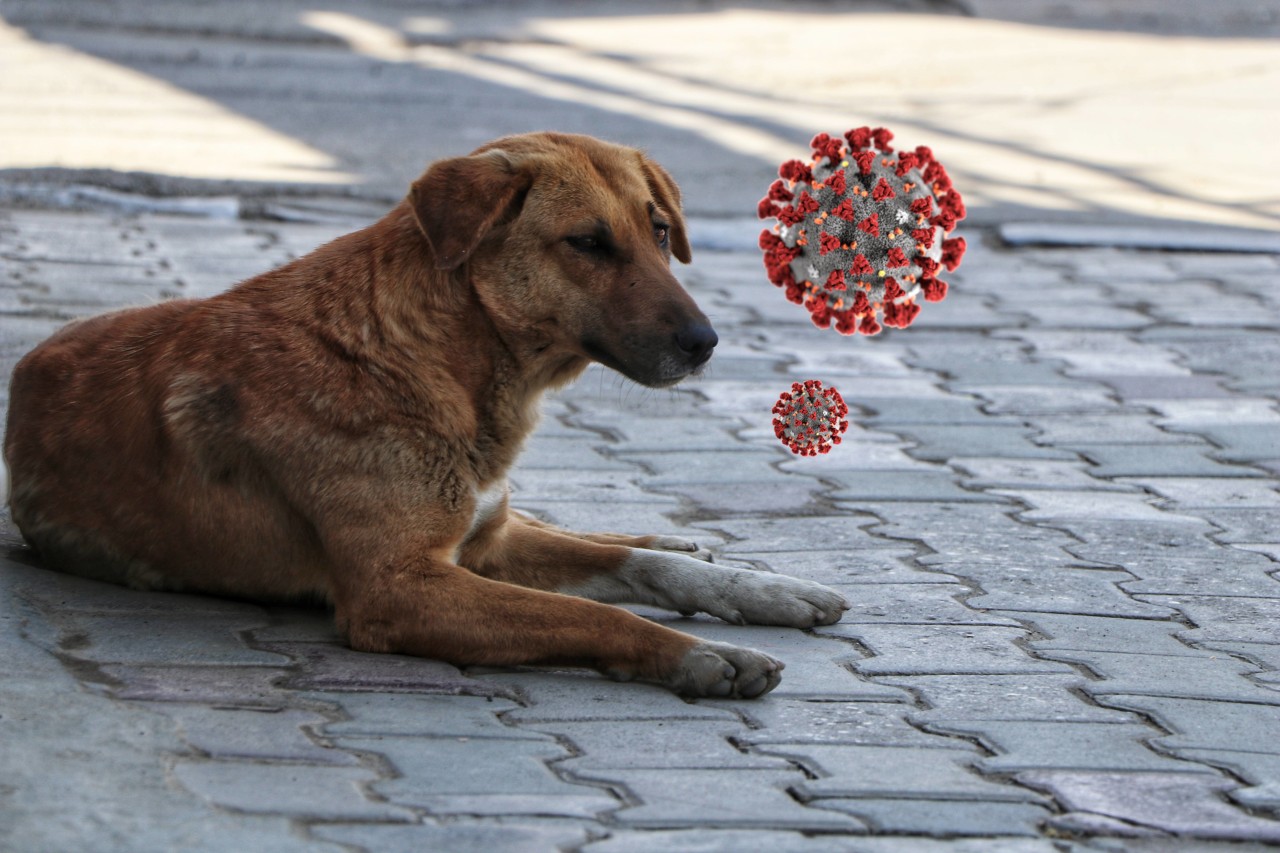 Kann ein Hund Corona auf Menschen übertragen? 