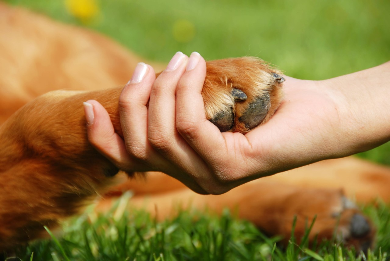 Widerlich, was eine Frau mit einem Hund gemacht haben soll. (Symbolbild)