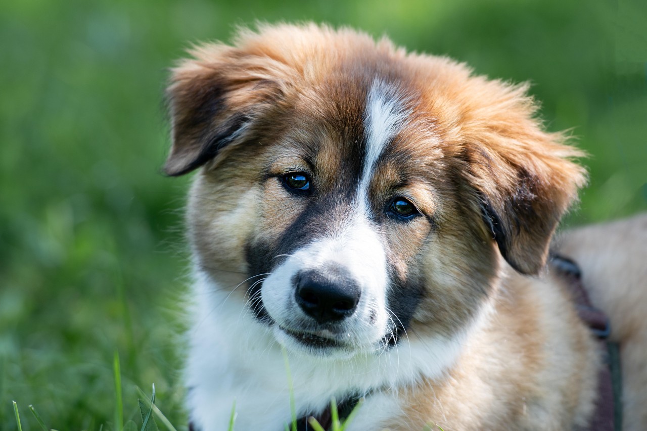 Hund „Marley“ wartet im Tierheim auf ein neues zu Hause. (Symbolbild)