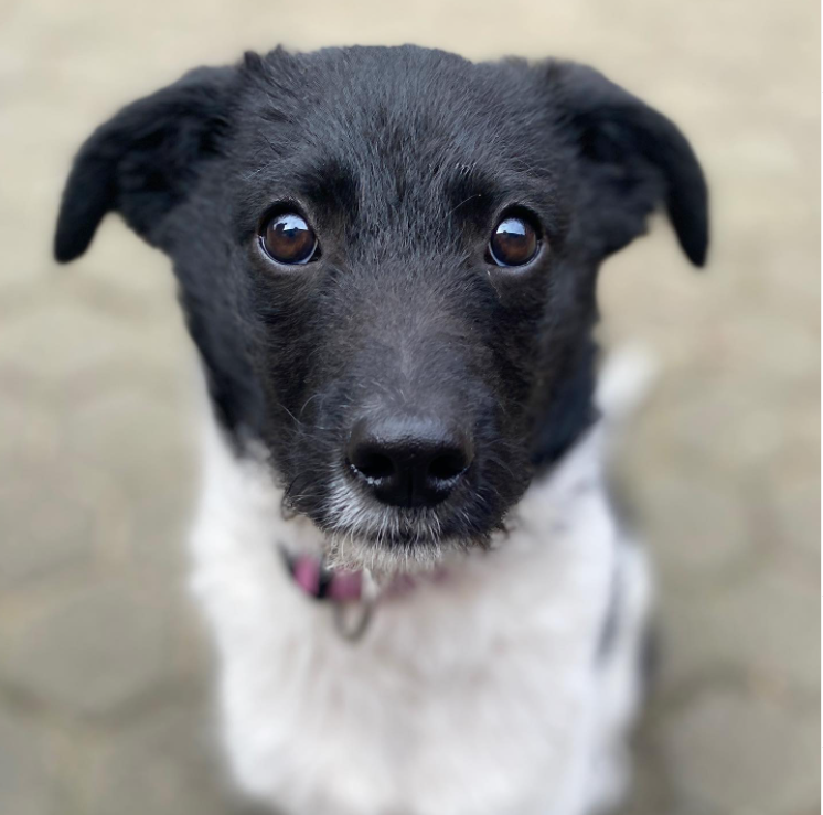 Hund in NRW: Diese Knopfaugen sind zurück im Tierheim. 