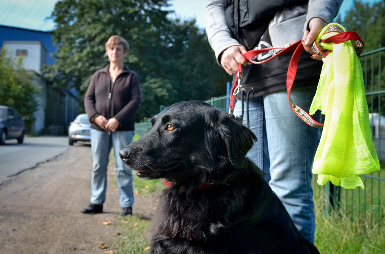 Hund: Mit einem gelben Tuch kann angezeigt werden, dass sich andere Hunde dem Vierbeiner nicht nähern sollen. (Archivbild)