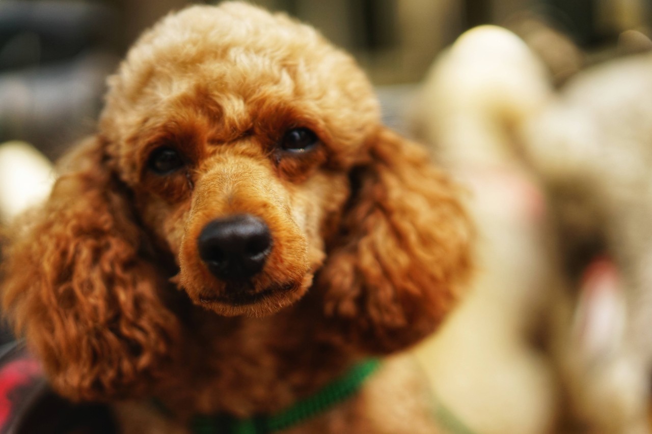 Ein Hund aus Schottland wurde von einem anderen Vierbeiner so stark verletzt, dass er seinen Verletzungen erlag. (Symbolbild)