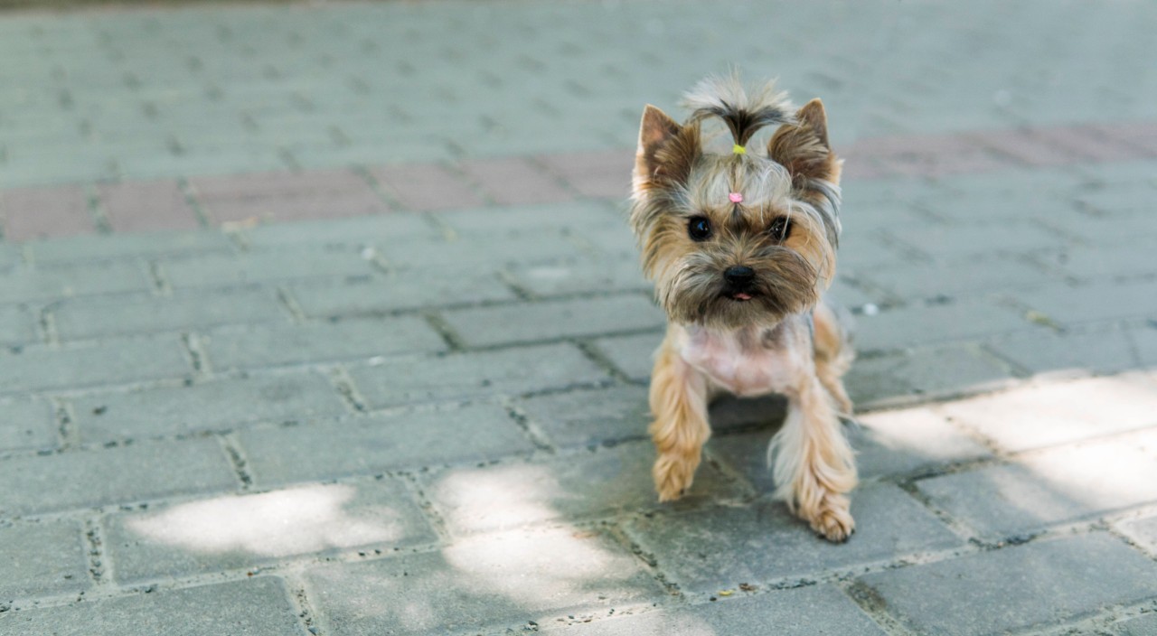 Hund: „Teacup-Dogs“ sind derzeit der Renner im Netz. Doch auch wenn die kleinen Vierbeiner niedlich aussehen, erleiden sie oftmals Qualen. (Symbolbild)