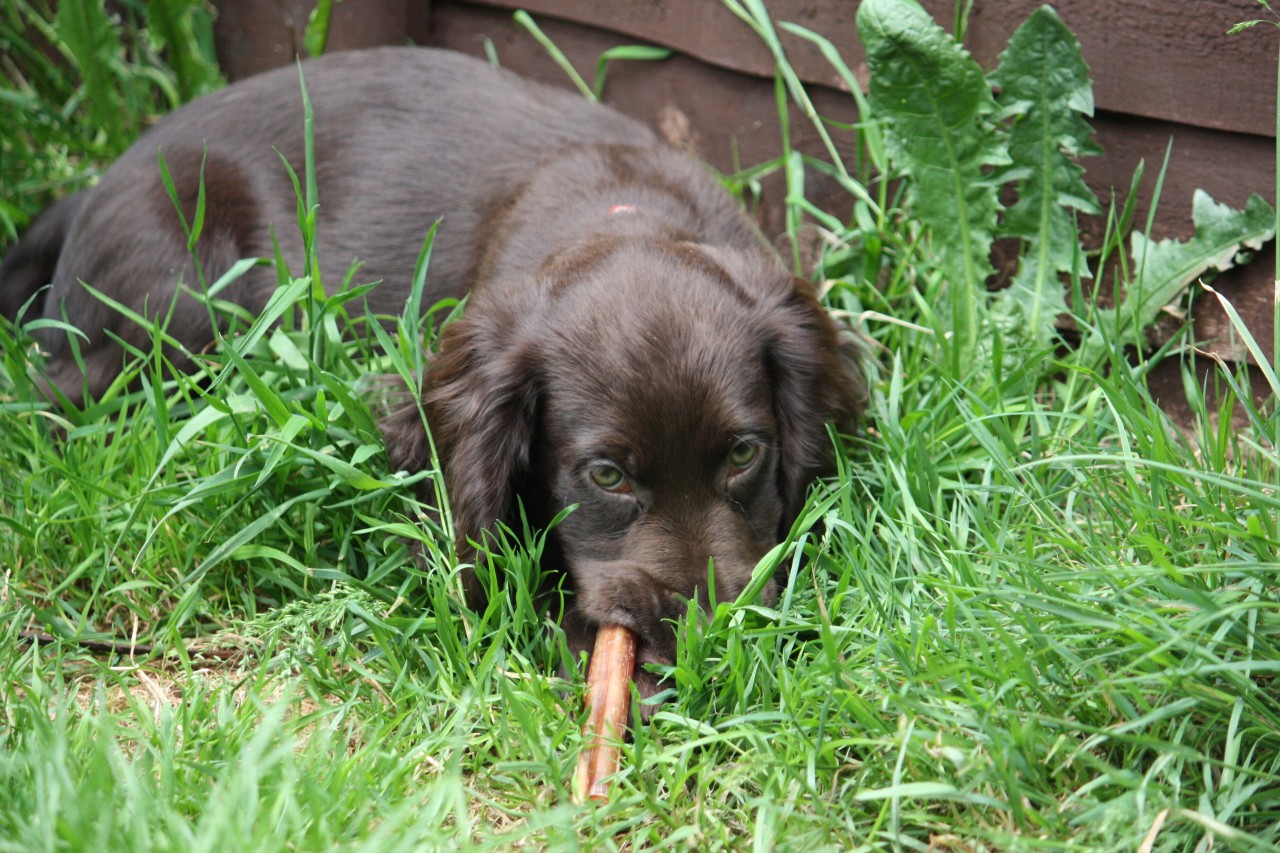 Ein Hund soll wegen seiner Krankheit eigentlich eingeschläfert werden. Was dann passiert, ist wirklich rührend (Symbolfoto).