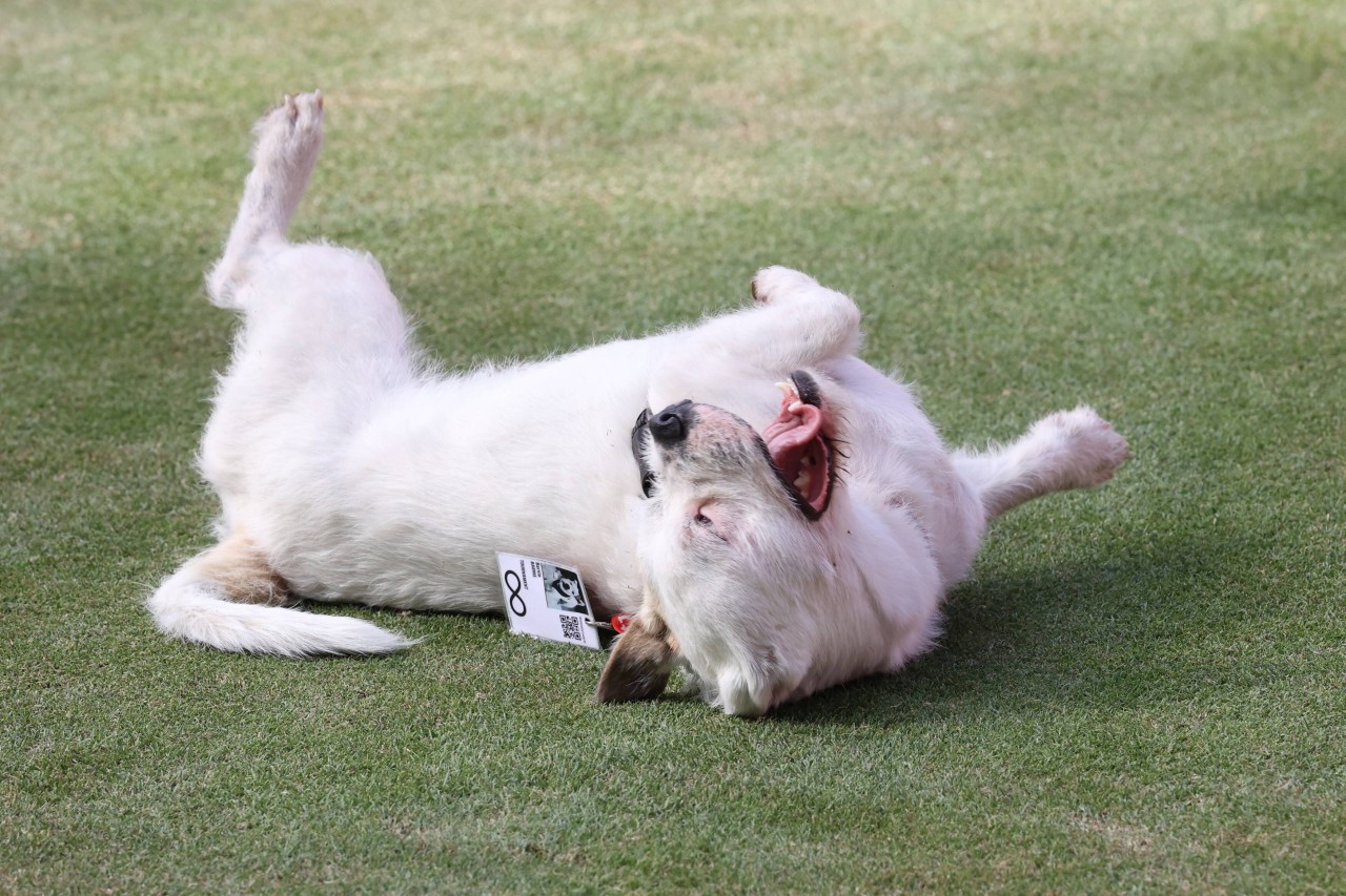 Auch im Revier gibt es so einige Stellen, wo dein Hund frei herumjauchzen kann.