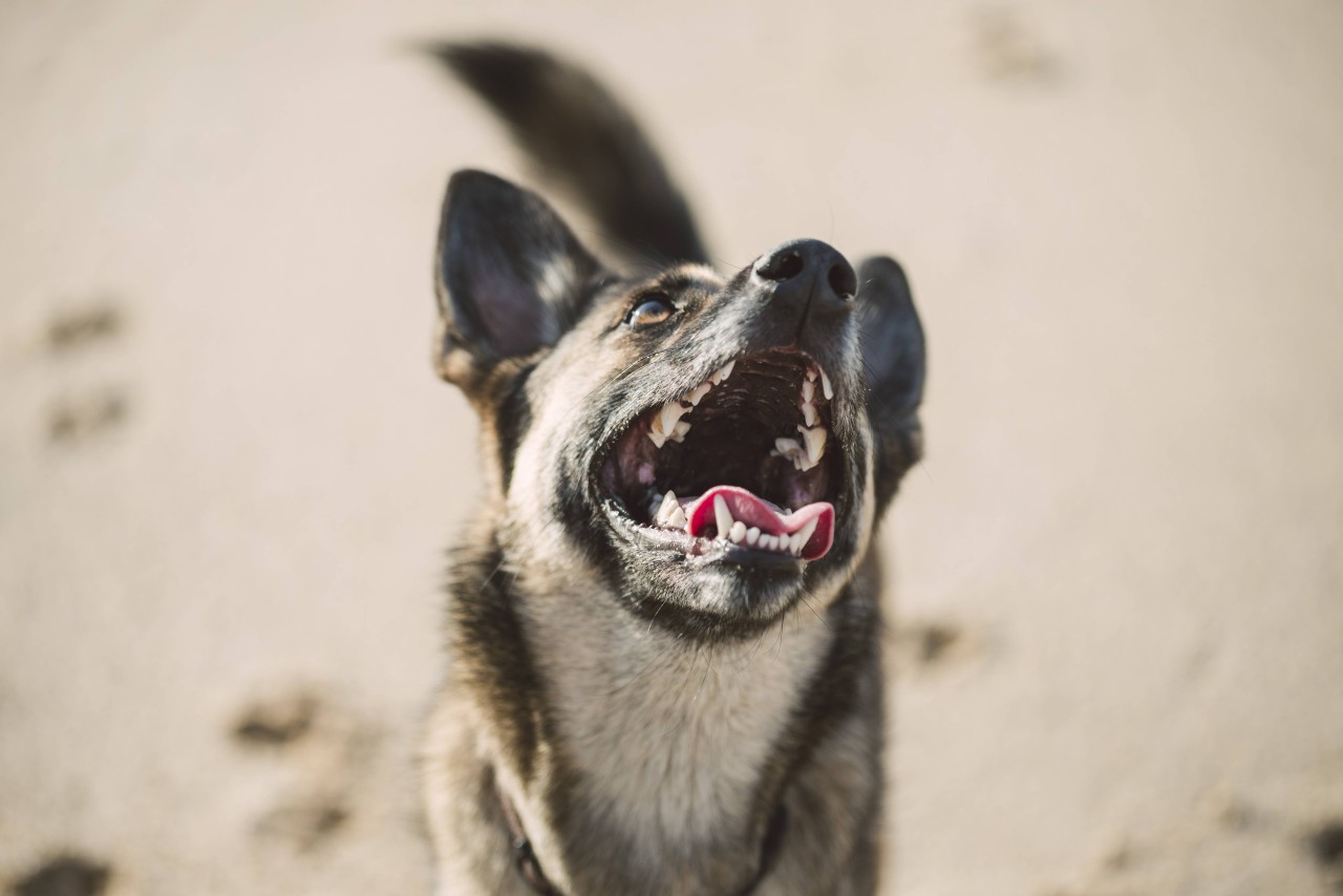 In Brasilien verfing sich die Leine eines Hundes in einer Aufzugtür - dann beginnt ein Wettlauf gegen die Zeit. (Symbolbild)