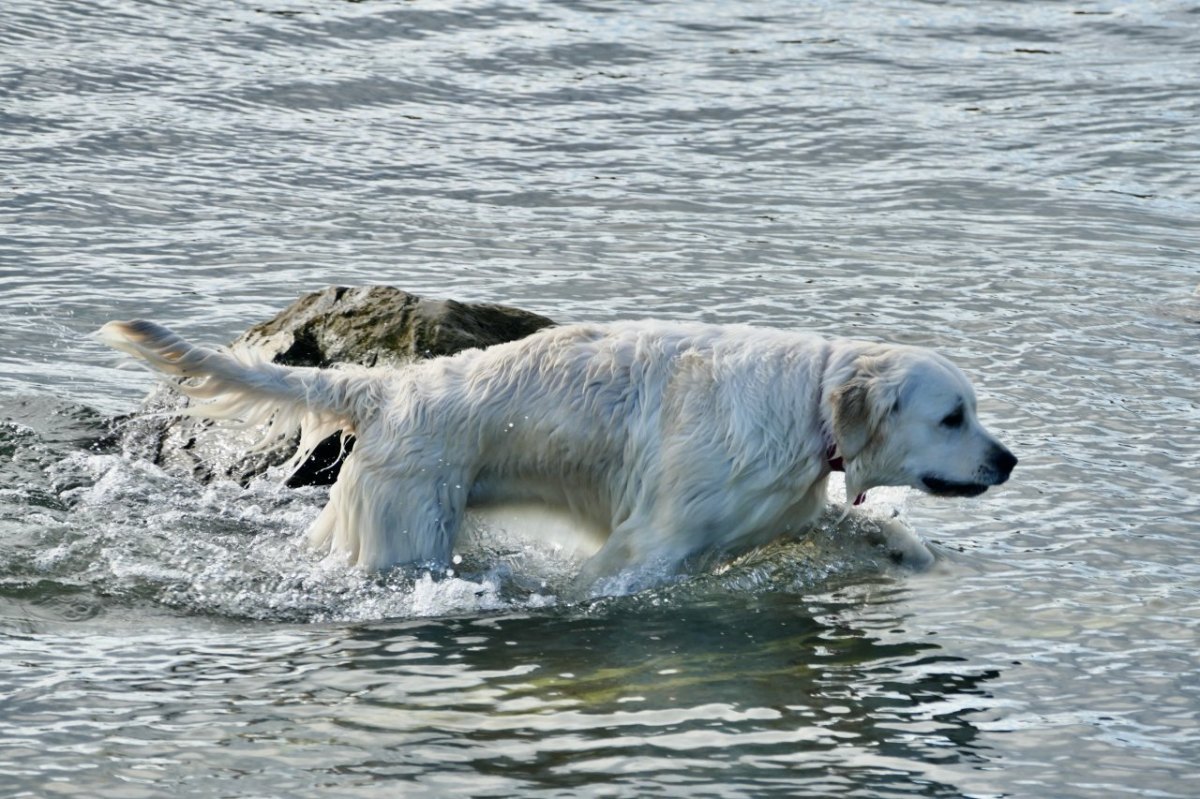 Hund.jpg