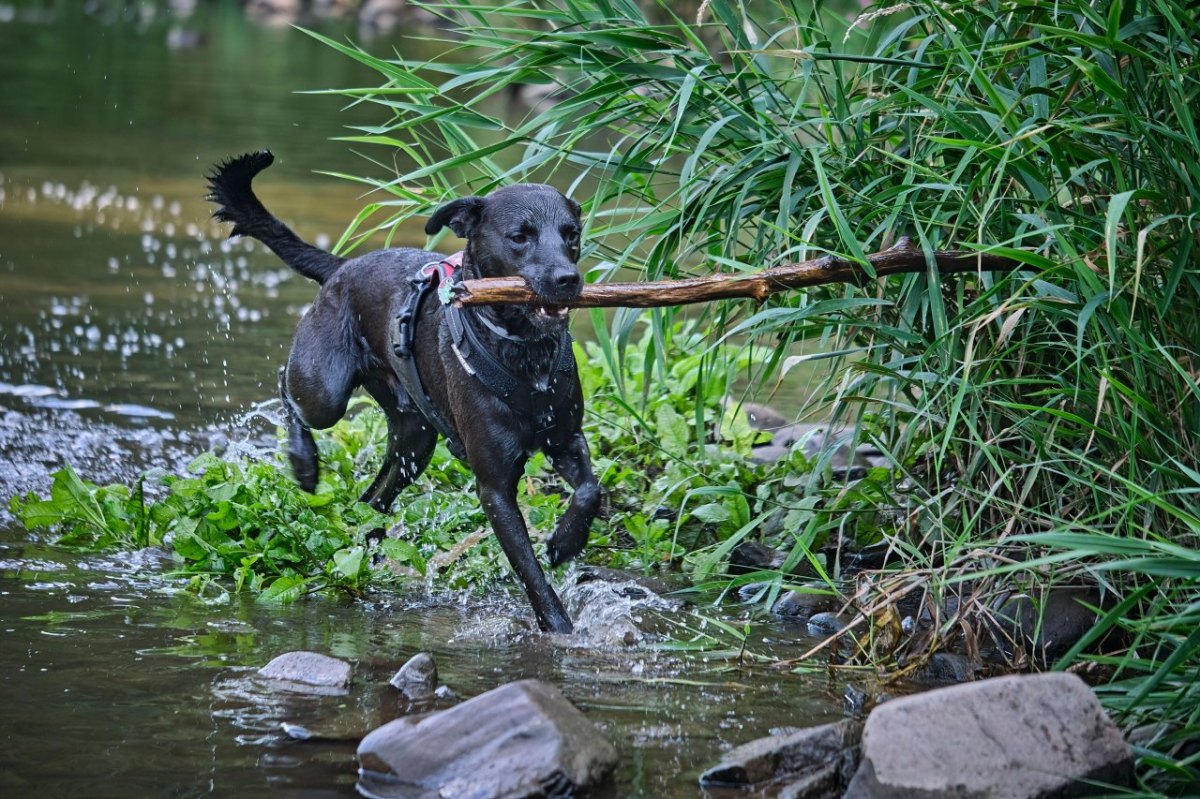 Hund.jpg