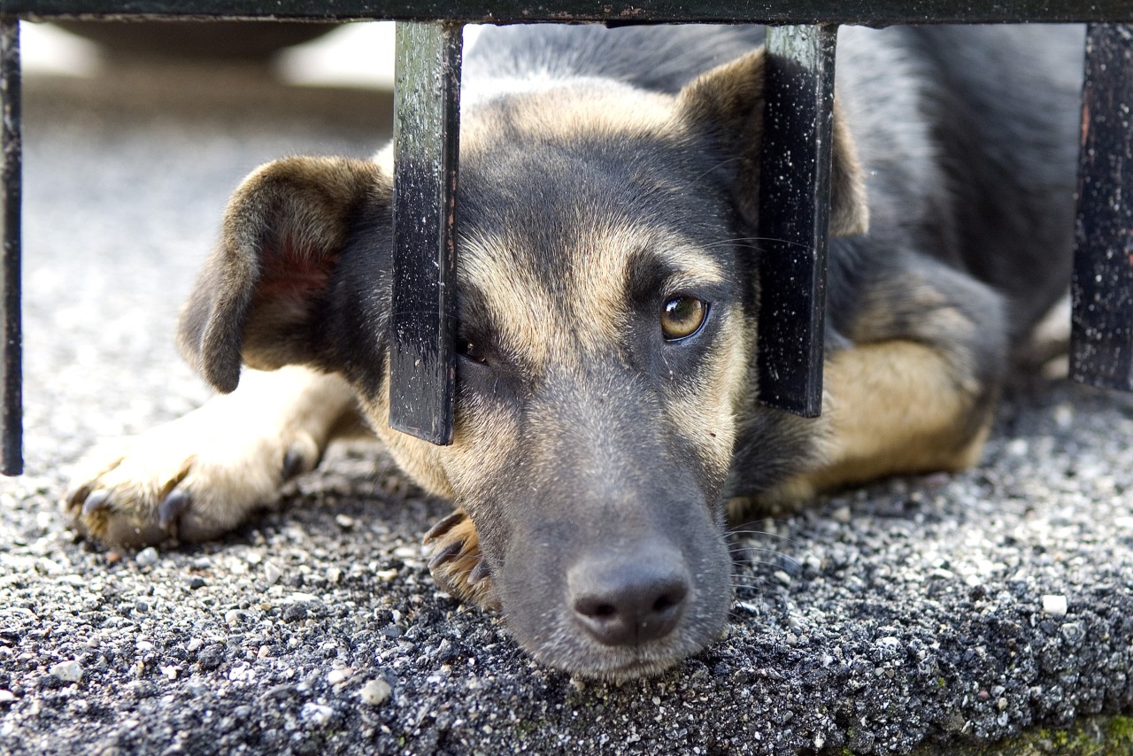 Ein Hund tauchte vor dem Haus einer Familie auf. Kurze Zeit später ist ein Baby tot. (Symbolbild)