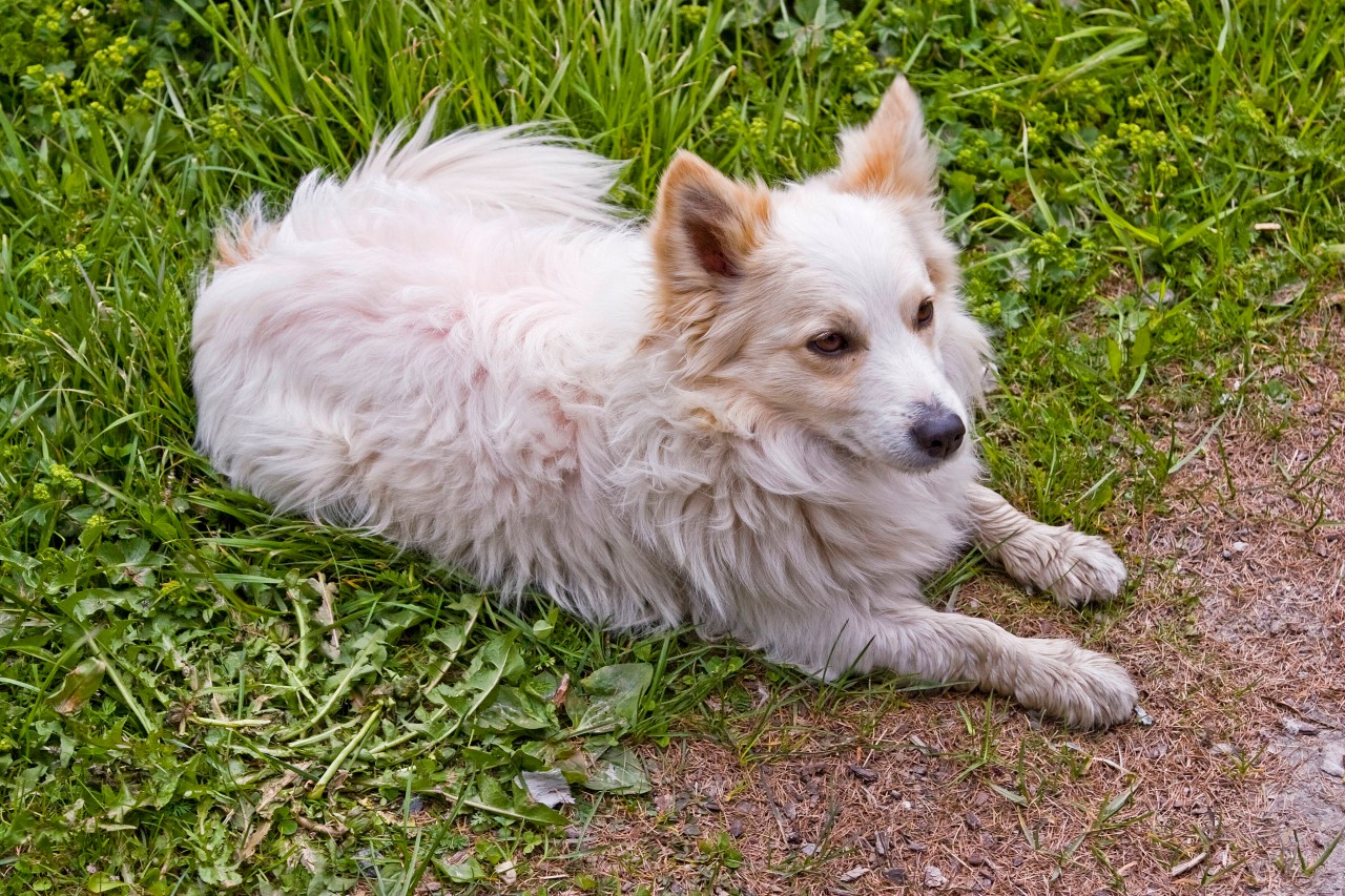 So ein Hund, ein Spitz-Mischling, soll ein Ehepaar terrorisiert haben. (Archivbild)