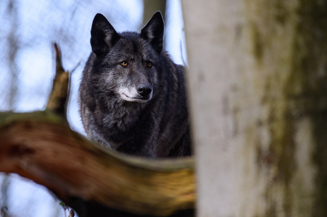 Wolf oder Hund? Wolfshybriden sind definitiv keine Haustiere. 