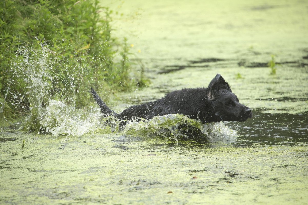 Hund.jpg