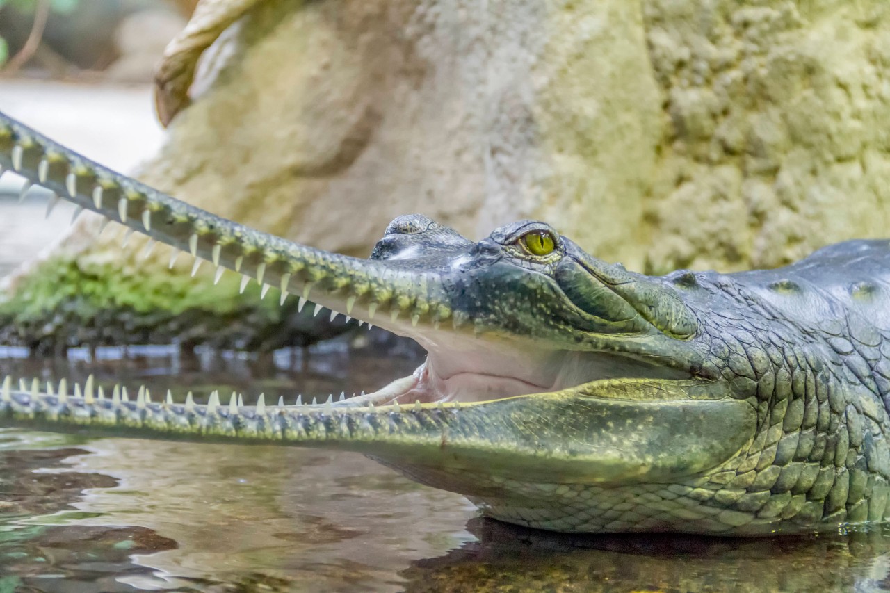 Der Alligator war bereit zum Angriff. (Symbolbild) 