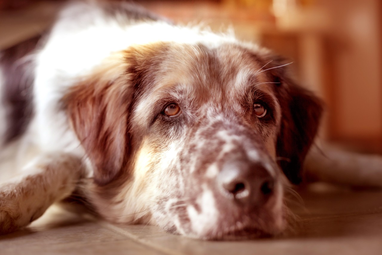 Schweres Schicksal für diesen jungen Hund! (Symbolbild)