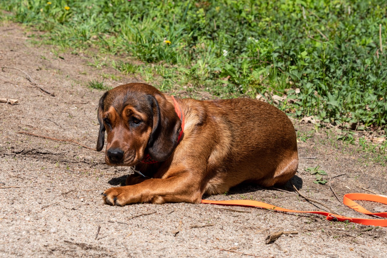 Ein Hund wurde von vielen abgelehnt – doch dann wendete sich das Blatt plötzlich. (Symbolfoto)