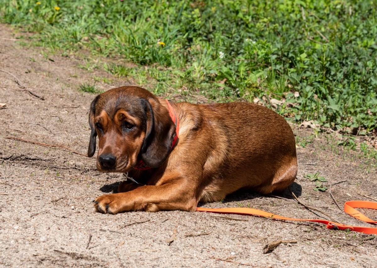 Hund.jpg