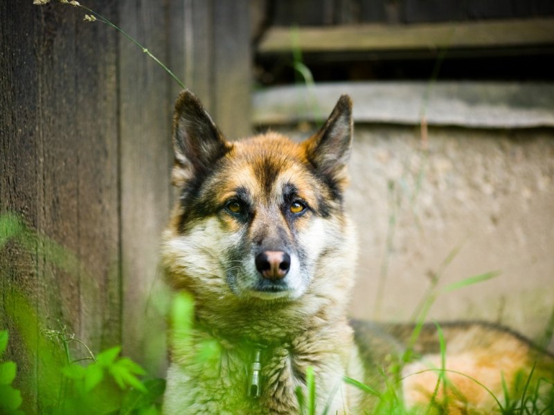 Hund