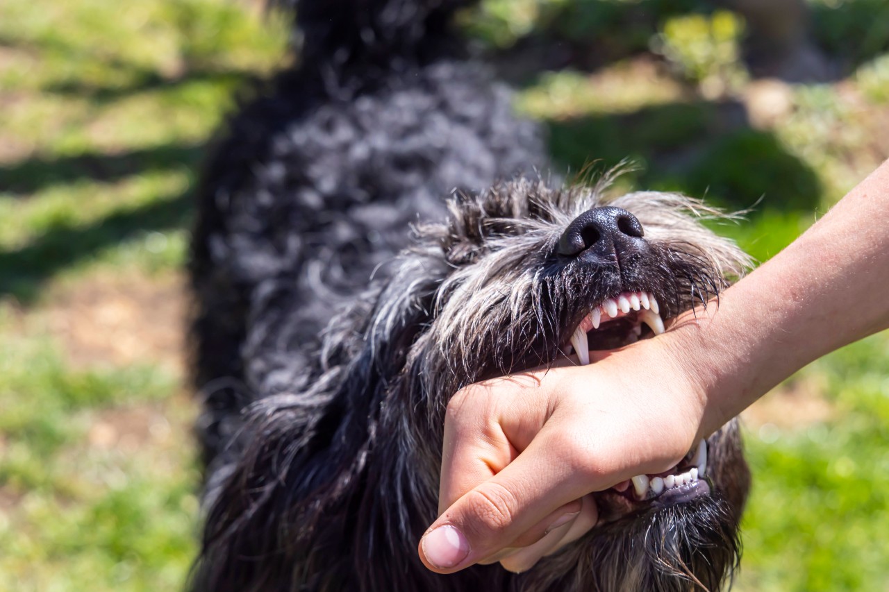 Eine junge Frau wurde von Hunden attackiert. (Symbolbild)