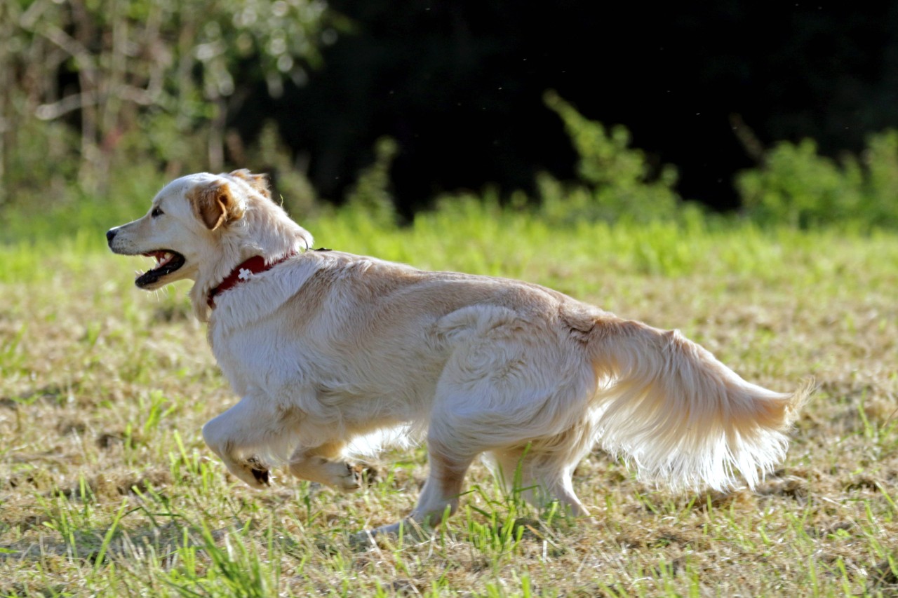 Ein Hund hat einen mehr als ungewöhnlichen „Job“. (Symbolbild)