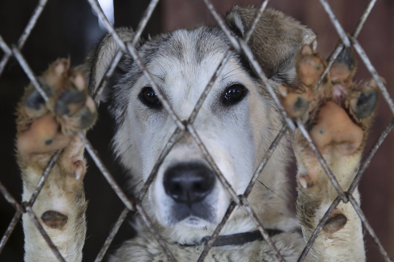 Das Verhalten von Max geht vielen Hundefans ans Herz. (Symbolbild) 