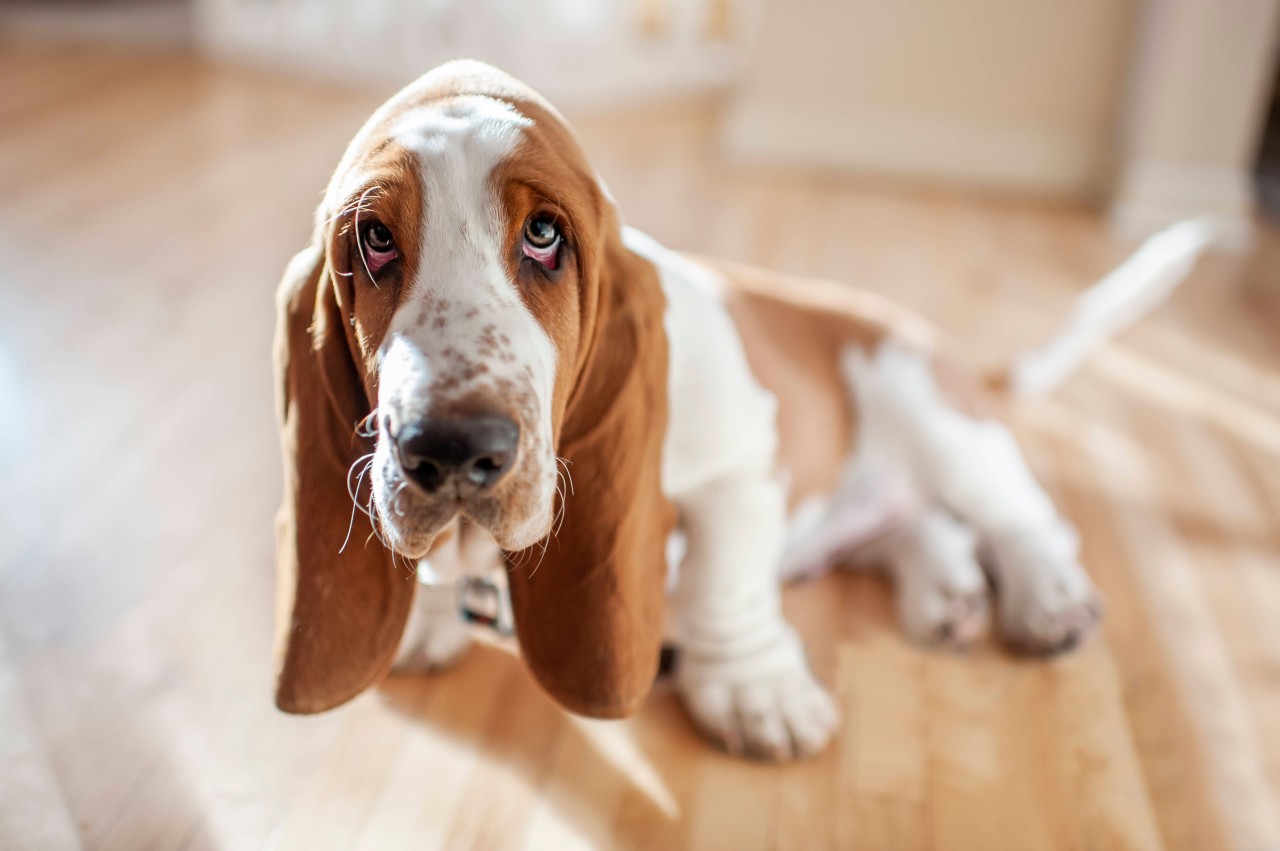 Ein Hund hat bei einer Operation einen Herzstillstand erlitten – und konnte wie durch ein Wunder nach fast 20 Minuten wiederbelebt werden. (Symbolbild)