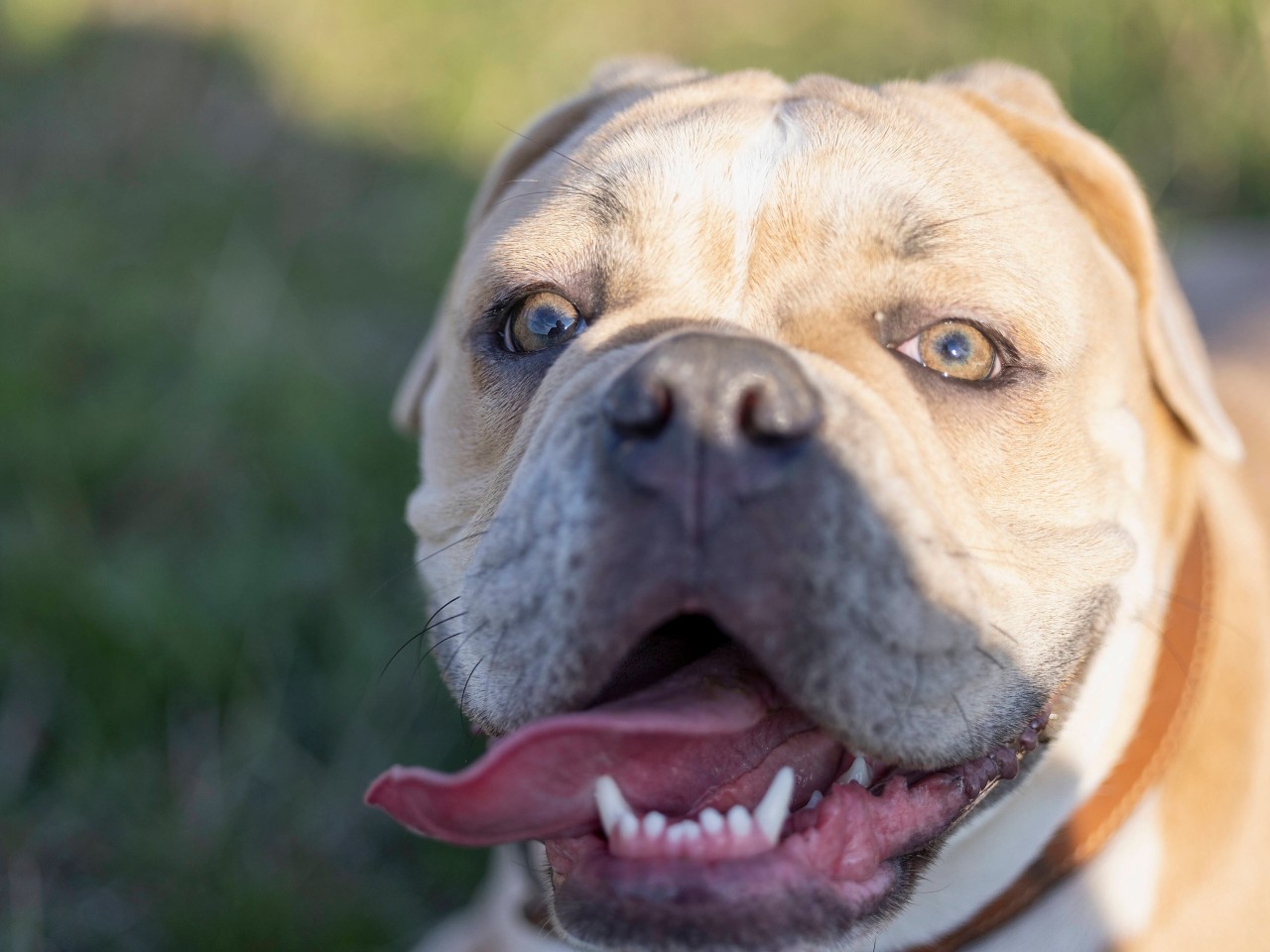 Unfassbar, was Tierquäler einem Hund an der Ostsee antaten. (Symbolbild)