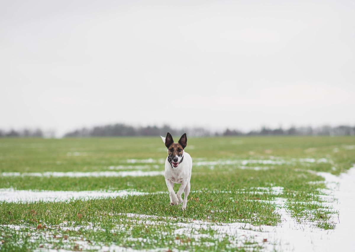 Hund.jpg