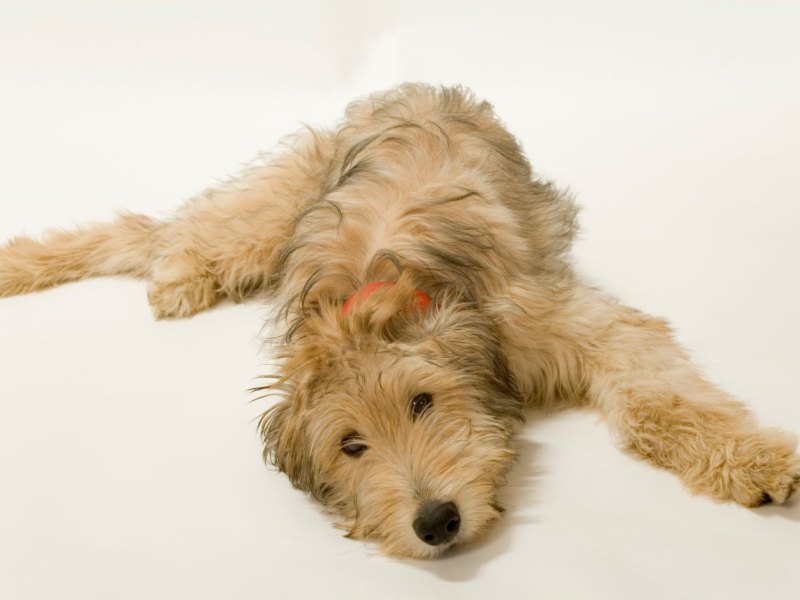 Hund.jpg