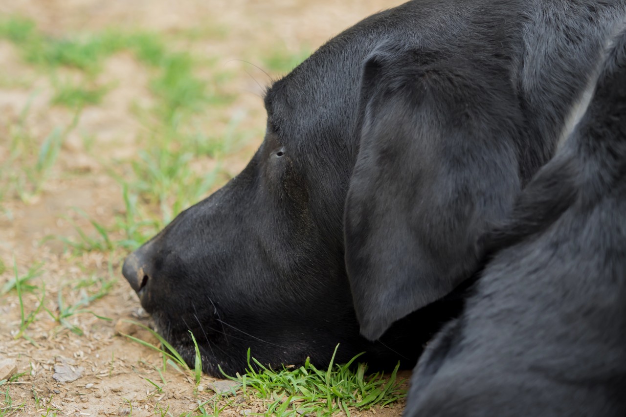 Der Hund von Julie Collura brach ins Eis ein – nur die Feuerwehr konnte den Labrador retten (Symbolbild).