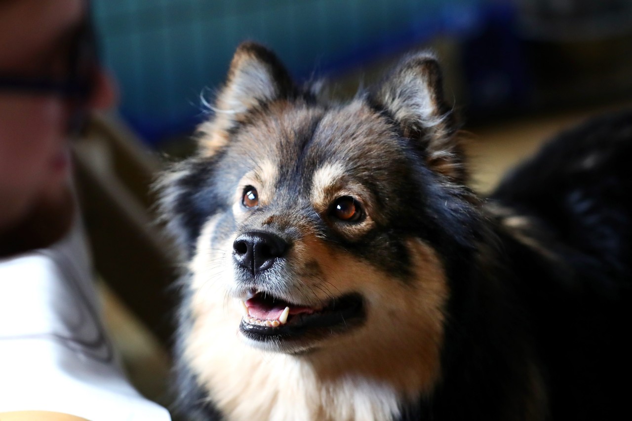 Ein Hund musste sterben, weil sein Besitzer nichts mit ihm anfangen konnte (Symbolbild).