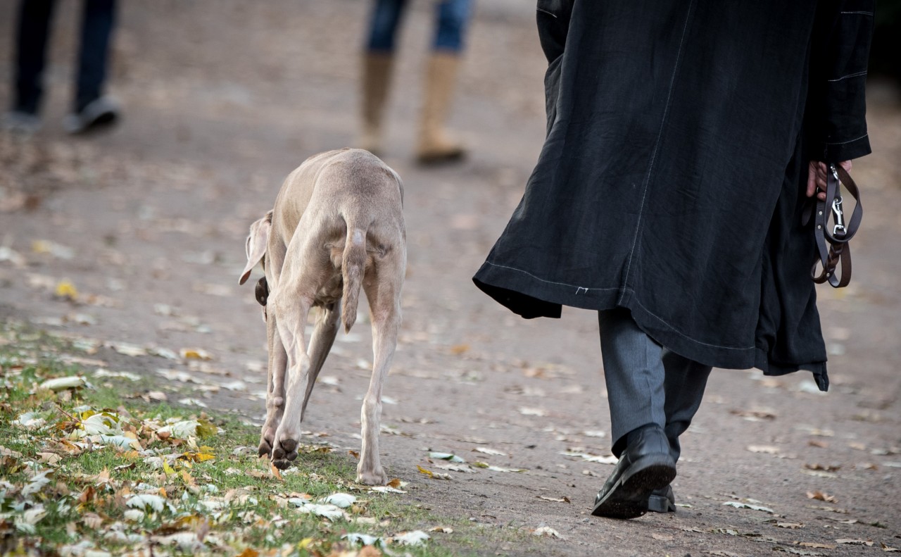 Eine Frau mit Hund missinterpretierte das Vogelfutter einer weiteren Spaziergängerin und begann einen heftigen Streit. (Symbolbild)