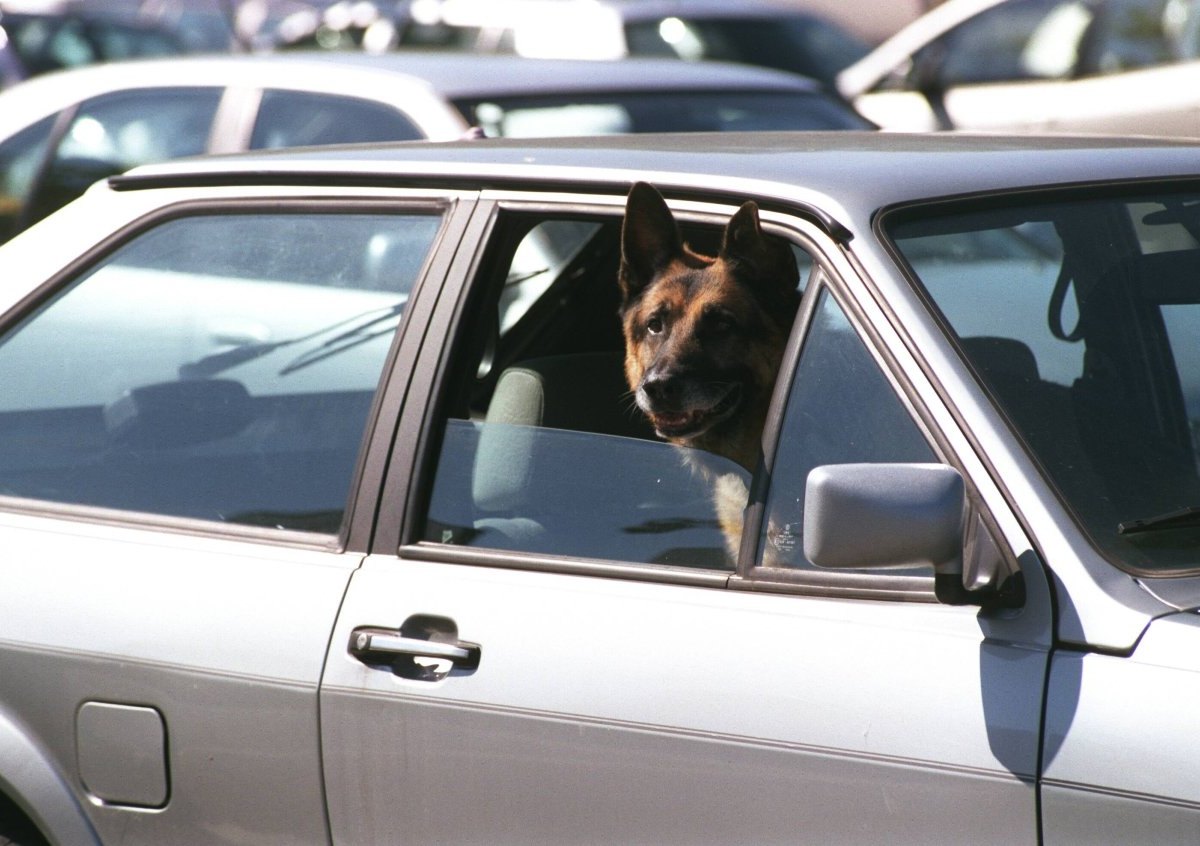 Hund-Auto-Polizei.jpg