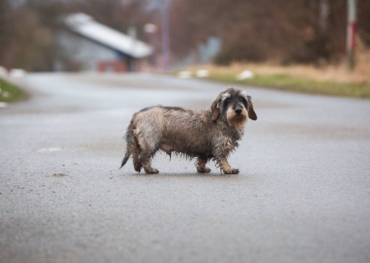 Hund-Dackel-Straße.jpg