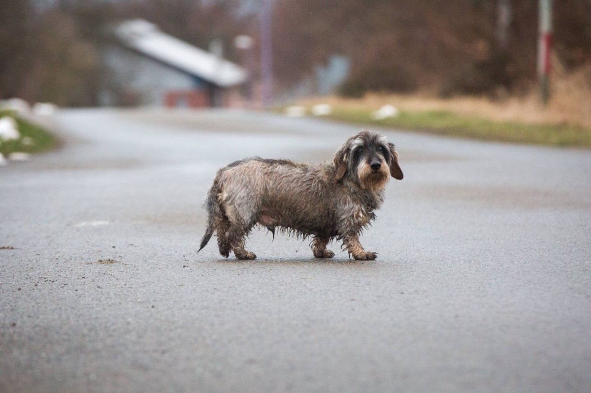 Hund-Dackel-Straße.jpg