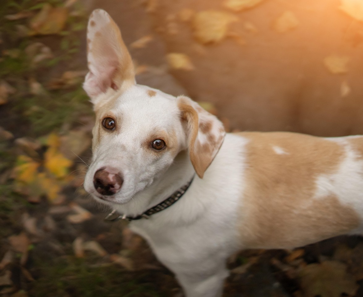 Ein Hund wurde in Dortmund misshandelt auf der Straße vorgefunden. (Symbolbild)