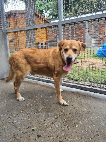 Hund in Essen: Silver wartet sehnsüchtig auf ein liebevolles neues Zuhause.