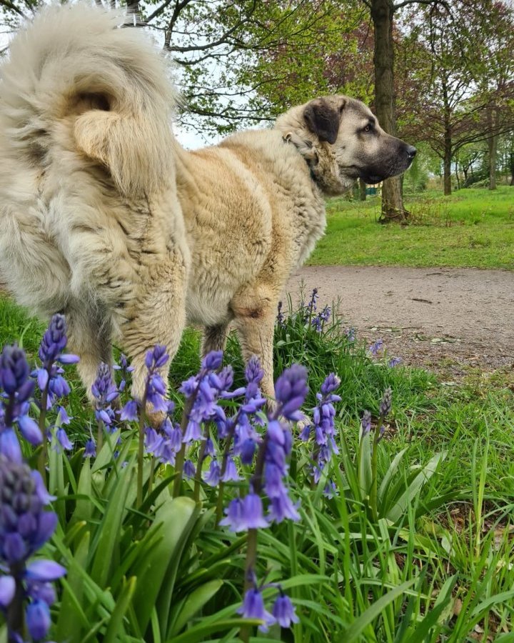 Hund Essen (2).jpg