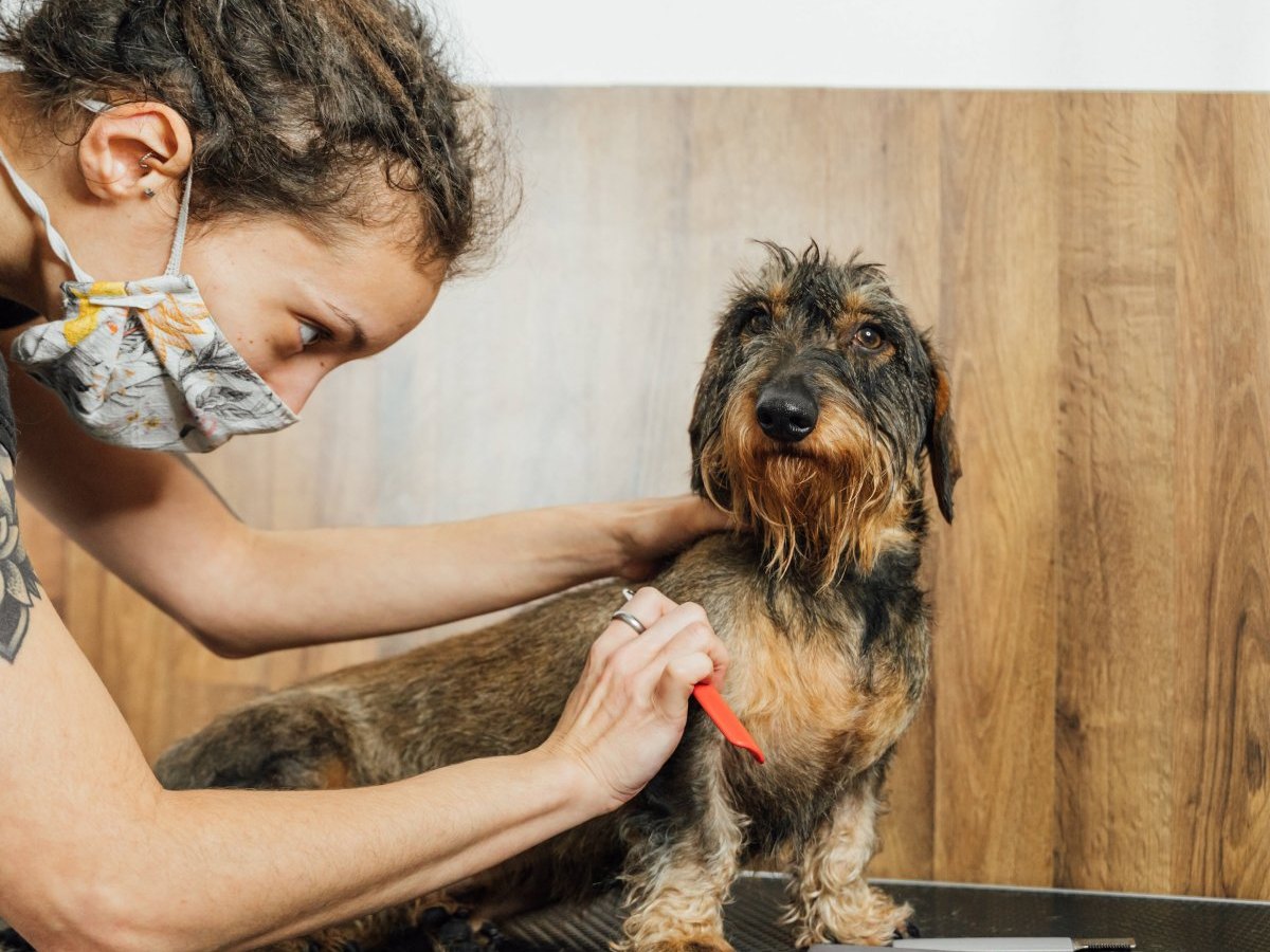 Hund Friseur.jpg