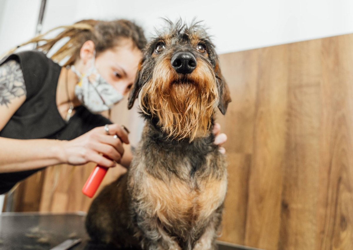 Hund Friseur.jpg