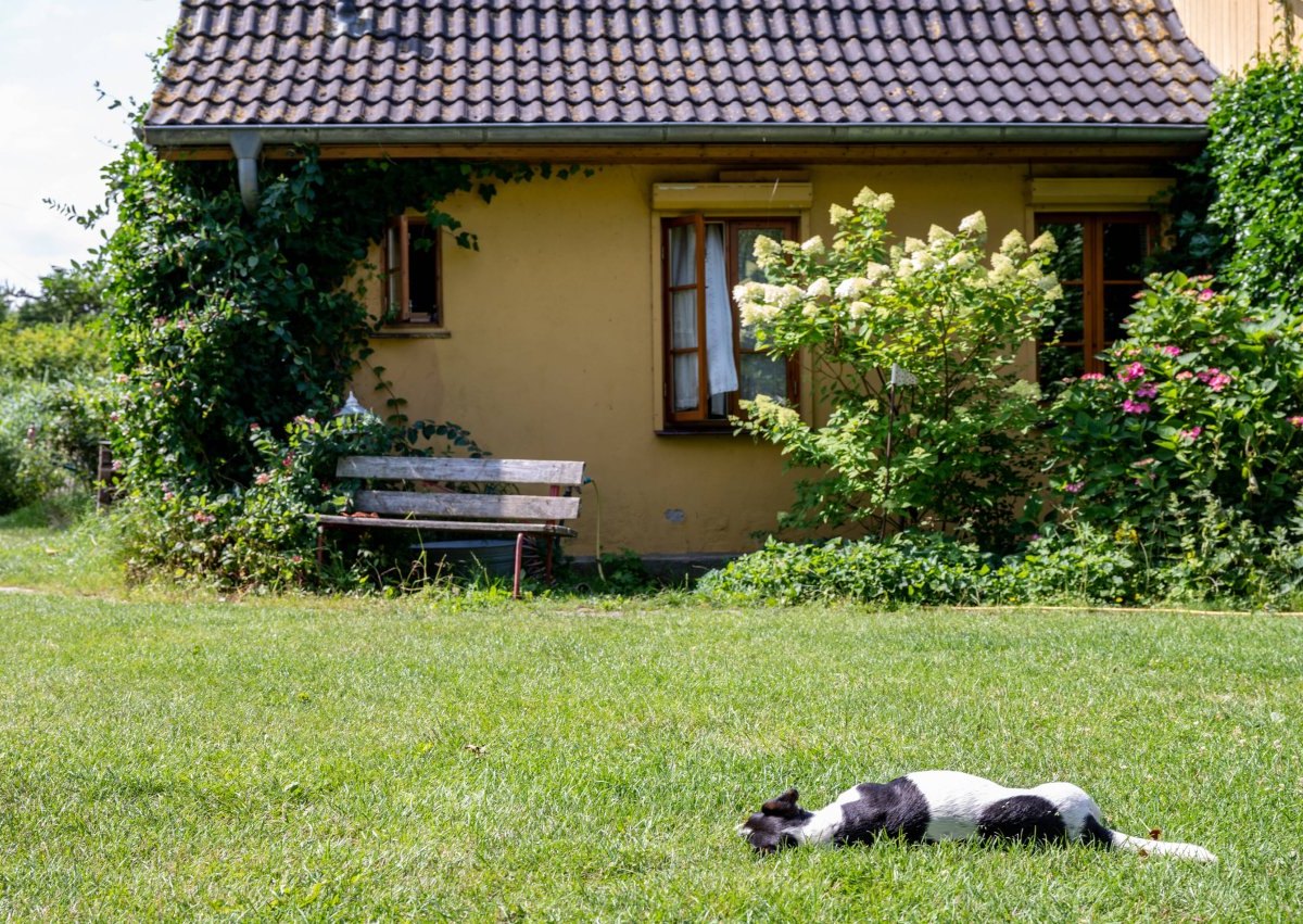 Hund Garten.jpg